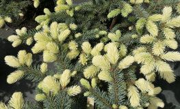 Picea pungens 'Białobok' - świerk kłujący - Picea pungens 'Białobok'