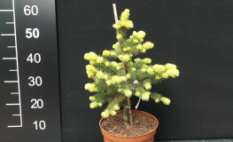 Abies cephalonica 'Meyer's Dwarf' - Пихта греческая - Abies cephalonica 'Meyers Dwarf'