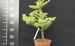 Abies cephalonica - jodła grecka - Abies cephalonica