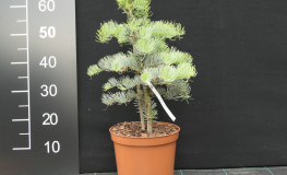 Abies concolor 'Compacta' - Пихта одноцветная - Abies concolor 'Compacta'