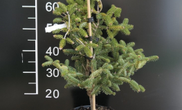 Abies delavayi 'Green Giant' - Delavays Tanne - Abies delavayi 'Green Giant'