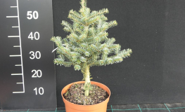 Abies koreana 'Blue Emperor' - Пихта корейская - Abies koreana 'Blue Emperor'