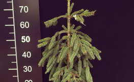 Picea abies 'Frohburg' - Eль обыкновенная - Picea abies 'Frohburg'