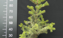 Picea polita - Tigerschwanz-Fichte - Picea polita