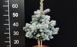Picea pungens 'Jeddeloh' - Eль колючая - Picea pungens 'Jeddeloh'