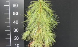 Pinus armandii - sosna Armanda - Pinus armandii