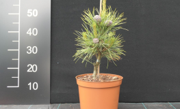 Pinus cembra  var. aurea - Cосна кедровая - Pinus cembra  var. aurea