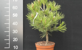Pinus heldreichii 'Compact Gem' - sosna bośniacka - Pinus heldreichii 'Compact Gem'
