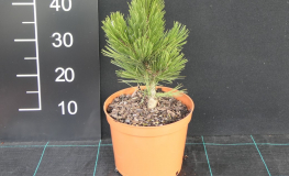 Pinus heldreichii 'Dark Green Ball' - Gold-tipped Bosnian Pine - Pinus heldreichii 'Dark Green Ball' ; Pinus leucodermis