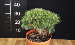 Pinus mugo 'Frank' – kosodrzewina - Pinus mugo 'Frank'
