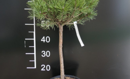 Pinus mugo 'Kórnik' - kosodrzewina - Pinus mugo 'Kórnik'
