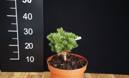 Pinus mugo 'Sherwood Compact' – kosodrzewina - Pinus mugo 'Sherwood Compact'