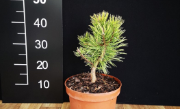 Pinus mugo 'Zundert' - kosodrzewina - Pinus mugo 'Zundert'