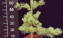 Pinus parviflora 'Blue Giant' - Cосна мелкоцветковая - Pinus parviflora 'Blue Giant'