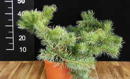 Pinus sylvestris 'Hillside Creeper' - sosna zwyczajna - Pinus sylvestris 'Hillside Creeper'