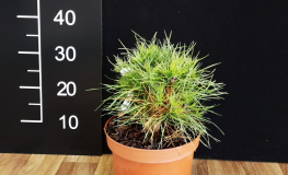 Pinus sylvestris 'Moseri' - sosna zwyczajna - Pinus sylvestris  'Moseri'