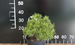 Pinus mugo 'Michal' - kosodrzewina - Pinus mugo 'Michal'
