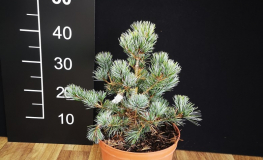 Pinus parviflora 'Compacta' - Japanese White Pine - Pinus parviflora 'Compacta'