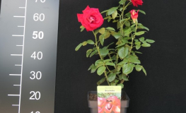 Bicolette - róża wielkokwiatowa - Rosa - Bicolette