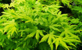 Acer palmatum 'Going Green' - klon palmowy - Acer palmatum 'Going Green'