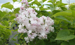 Syringa vulgaris 'Miss Ellen Willmott' - Lilac ; common lilac - Syringa vulgaris 'Miss Ellen Willmott'