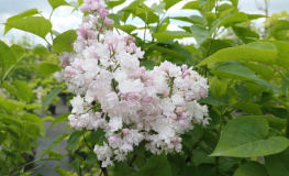 Syringa vulgaris 'Miss Ellen Willmott' - Gemeiner Flieder - Syringa vulgaris 'Miss Ellen Willmott'