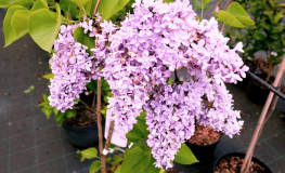 Syringa vulgaris 'Katherine Havemeyer' - Lilac ; common lilac - Syringa vulgaris 'Katherine Havemeyer'