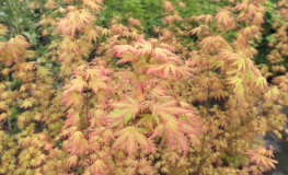 Acer palmatum 'Orange Dream' - Fächer-Ahorn - Acer palmatum 'Orange Dream'