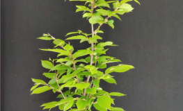 Carpinus betulus 'Fastigiata' - Hainbuche - Carpinus betulus 'Fastigiata'