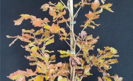 Fagus sylvatica 'Atropurpurea' - Gemeine Buche ; Rot-Buche - Fagus sylvatica 'Atropurpurea' ; Fagus sylvatica var. purpurea