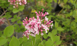 Syringa microphylla 'Superba' - Gemeine Flieder ; Gewöhnliche Flieder - Syringa microphylla 'Superba'