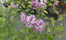 Syringa 'Red Pixie' - Lilac - Syringa 'Red Pixie'