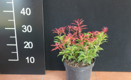 Pieris japonica 'Little Red' - pieris japoński - Pieris japonica 'Little Red'
