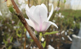 denudata 'Minfor' FESTIROSE - magnolia naga - Magnolia denudata 'Minfor' FESTIROSE