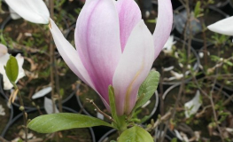 denudata 'Dan Xin' FRAGRANT CLOUD - lilytree; Yulan magnolia; - Magnolia denudata 'Dan Xin' FRAGRANT CLOUD