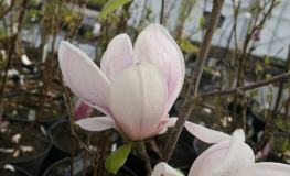 Pink Goblet - magnolia - Magnolia 'Pink Goblet'