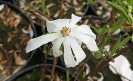 stellata 'Waterlily' - magnolia gwiaździsta - Magnolia stellata 'Waterlily'