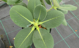 Rhododendron platypodum - różanecznik platypodum - Rhododendron platypodum