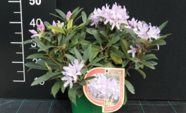 Bezděz - różanecznik wielkokwiatowy - Rhododendron hybridum 'Bezděz'