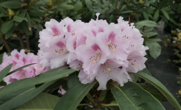 Bouzov - różanecznik wielkokwiatowy - Rhododendron hybridum 'Bouzov'