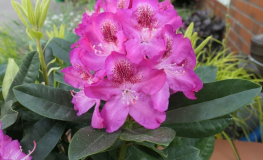 Ještěd PBR - różanecznik wielkokwiatowy - Rhododendron hybridum 'Ještěd' PBR