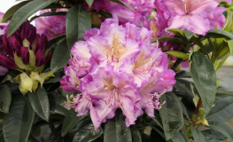 Klenová - różanecznik wielkokwiatowy - Rhododendron hybridum 'Klenová'