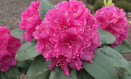 Lipnice - różanecznik wielkokwiatowy - Rhododendron hybridum 'Lipnice'