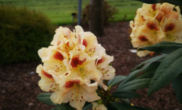 Orlik - Rhododendron hybrid - Rhododendron hybridum 'Orlik'