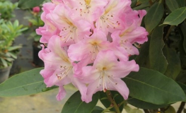Švihov - różanecznik wielkokwiatowy - Rhododendron hybridum 'Švihov'