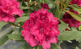 Vranov PBR - różanecznik wielkokwiatowy - Rhododendron hybridum 'Vranov' PBR