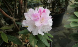 Aesthetica - różanecznik smirnowii x bureavii - Aesthetica - Rhododendron smirnowii x bureavii