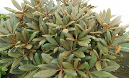 King's Ride - różanecznik jakuszimański - King's Ride - Rhododendron yakushimanum