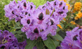 Acapulco - Рододендрон гибридный - Acapulco - Rhododendron hybridum
