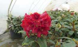 Allegretto - Рододендрон гибридный - Allegretto - Rhododendron hybridum ; Rhododendron haematodes